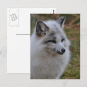 ビューティフルホワイトスウィフトキツネ ポストカード (正面/裏面)