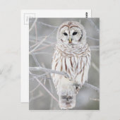 ビューティフルホワイトスノーフクロウデザイン ポストカード (正面/裏面)