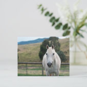 ビューティフルホワイトホースアパルーサ写真 ポストカード (スタンド正面)