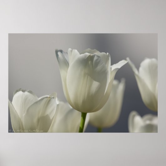 ビューティフルホワイト春チューリップ ポスター (正面)