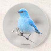 ビューティフルマウンテンブルーバードアットザビーチ コースター (正面)