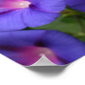 ビューティフルモーニンググラーズイン開花 ポスター (角)