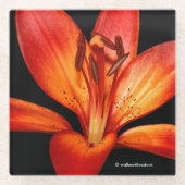 ビューティフルレッドオレンジアジアンリリーグランパラディソ ガラスコースター (正面)