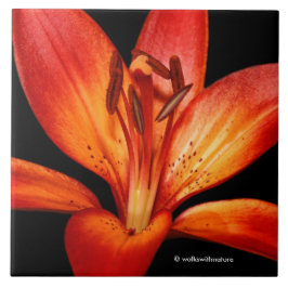 ビューティフルレッドオレンジアジアンリリーグランパラディソ タイル