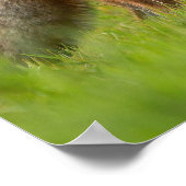 ビューティフルレッドキツネ自然写真 ポスター (角)