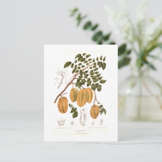 ビリンビ ポストカード (スタンド正面)