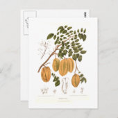 ビリンビ ポストカード (正面/裏面)