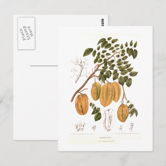 ビリンビ ポストカード (正面/裏面)