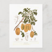 ビリンビ ポストカード (正面)