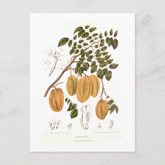 ビリンビ ポストカード (正面)