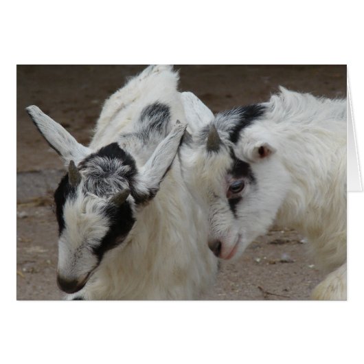 ビリー遊 (正面横)