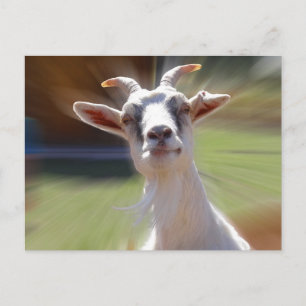 ビリー間抜けヤギ写真 ポストカード