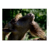 ビリー・ヤギ (正面横)