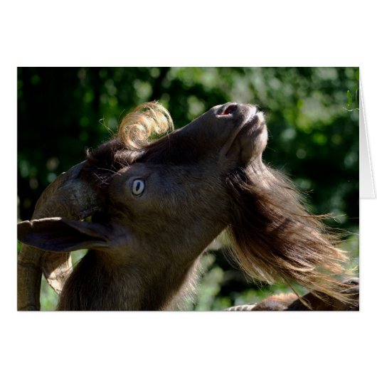 ビリー・ヤギ (正面横)