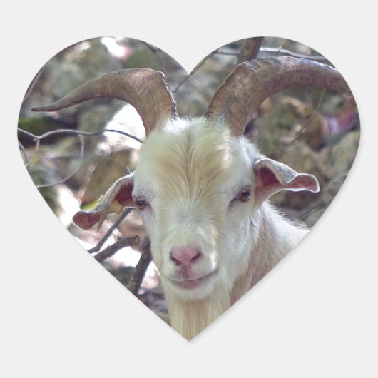 ビリー・ヤギ ハートシール (正面)