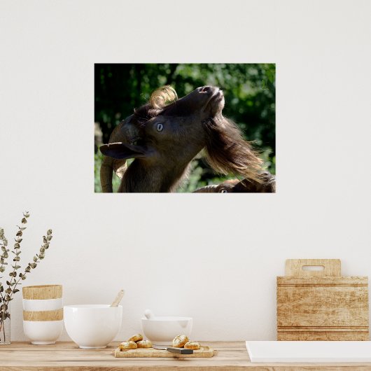 ビリー・ヤギ ポスター (キッチン)