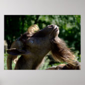 ビリー・ヤギ ポスター (正面)