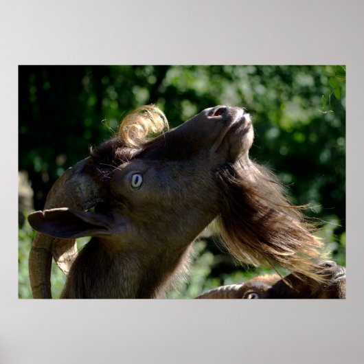 ビリー・ヤギ ポスター (正面)