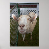 ビリー・ヤギ ポスター (正面)