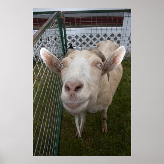 ビリー・ヤギ ポスター (正面)