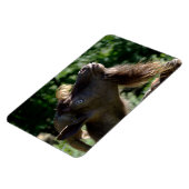 ビリー・ヤギ マグネット (左側)