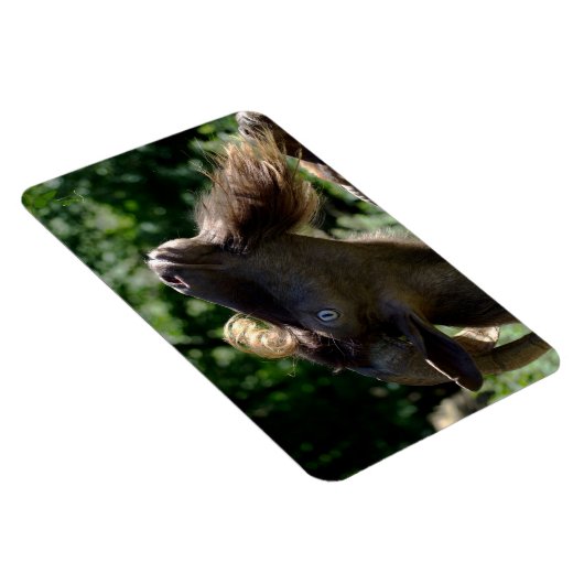 ビリー・ヤギ マグネット (右側)