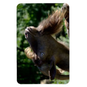 ビリー・ヤギ マグネット (縦)