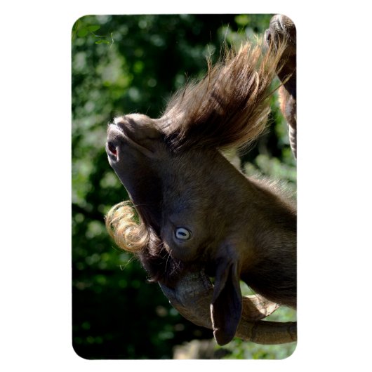 ビリー・ヤギ マグネット (縦)