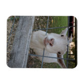 ビリー・ヤギ マグネット (横)