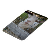 ビリー・ヤギ マグネット (左側)