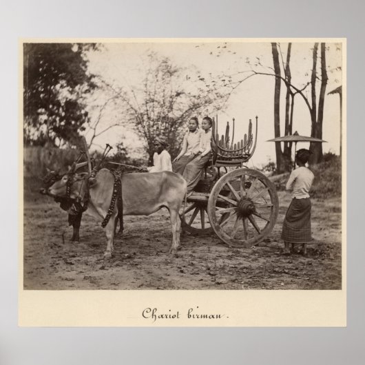 ビルマのマンダレーで2頭の牛が引く荷車 ポスター (正面)