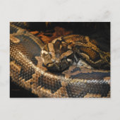 ビルマのPython ポストカード (正面)