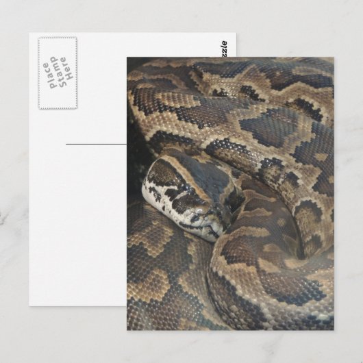 ビルマのPython ポストカード (正面/裏面)