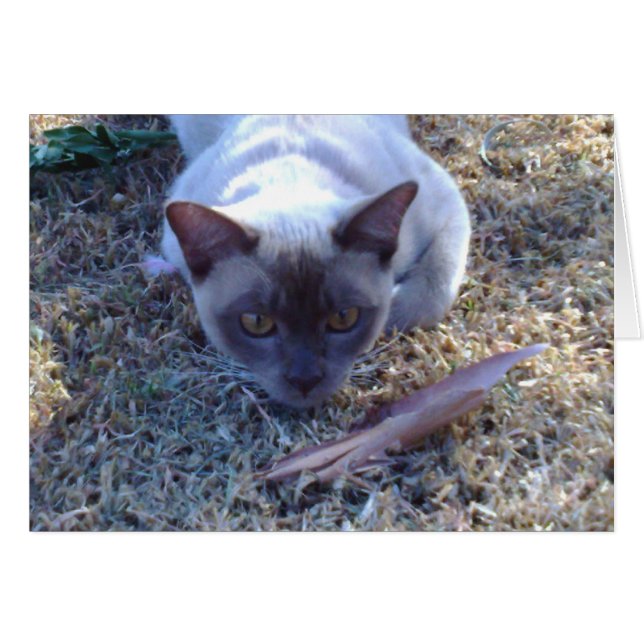 ビルマ猫カード (正面横)