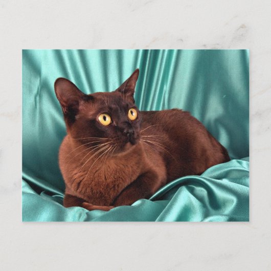 ビルマ語、茶色 ポストカード (正面)