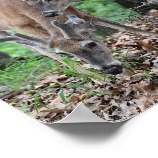 ビロードのホワイトテールディアヤングバックス ポスター (角)