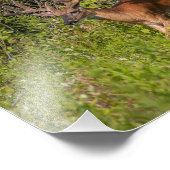 ビロードのホワイトテールバック フォトプリント            (角)