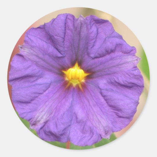 ビロードローブの花 ラウンドシール (正面)