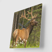 ビロード、カナダのBullのオオシカ スクエア壁時計 (傾斜)