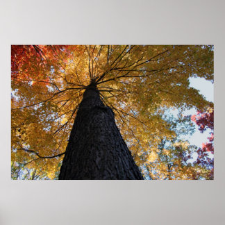 ビンガムトン2008年10月17日 ポスター