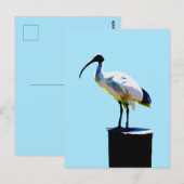 ビンチキン（イビス）油絵を描、 ポストカード (正面/裏面)