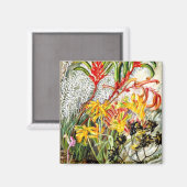 ビンテージな植物画 西オーストラリアの花 マグネット (正面/裏面)