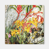 ビンテージな植物画 西オーストラリアの花 マグネット (正面)