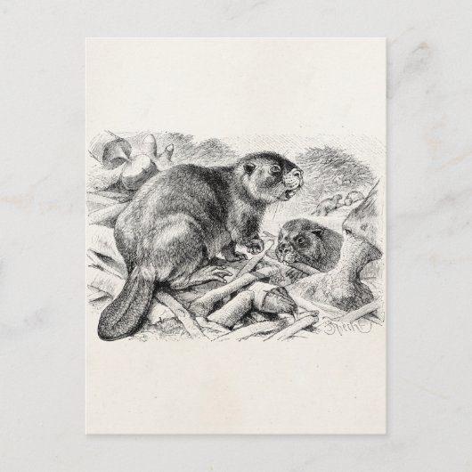 ビンテージのビーバーイラスト レトロなビーバーとダム ポストカード (正面)