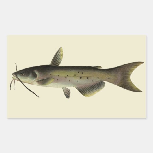 ビンテージのヘビ・ナマズ釣り、海洋生物・川の魚 長方形シール (正面)