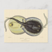 ビンテージのホシザメ、海洋動物 ポストカード (正面)