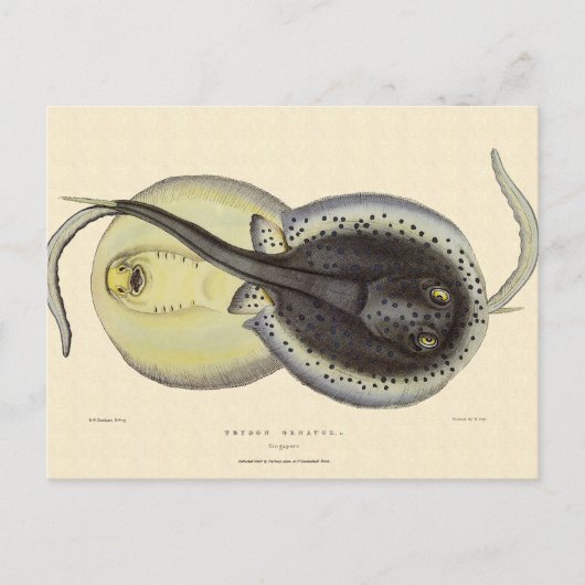 ビンテージのホシザメ、海洋動物 ポストカード (正面)