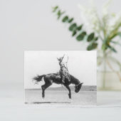 ビンテージのロデオカウガールの馬の写真 ポストカード (スタンド正面)