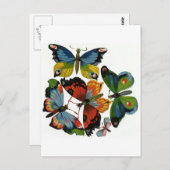 ビンテージの昆虫または虫、美しい蝶 ポストカード (正面/裏面)
