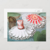 ビンテージの水面に咲く睡蓮の花 ポストカード (正面/裏面)